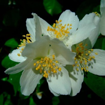 Philadelphus_coronarius_montpellier_latte_sariviere