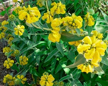 Phlomis_fruticosa_montpellier_latte_sariviere