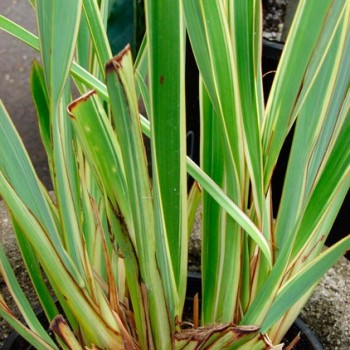 Phormium_tenax_montpellier_latte_sariviere