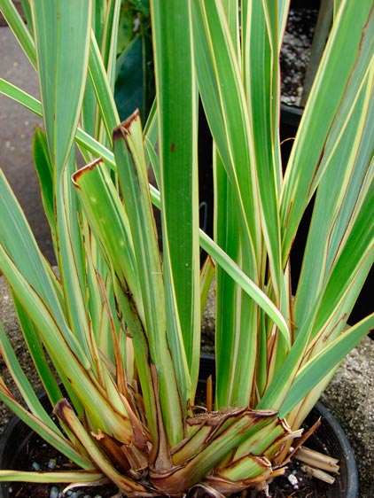 Phormium_tenax_montpellier_latte_sariviere