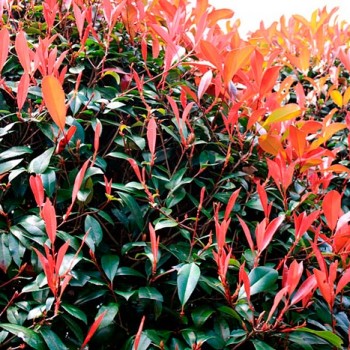 Photinia_x_fraseri_Red_Robin_sarivere_latte_montpellier