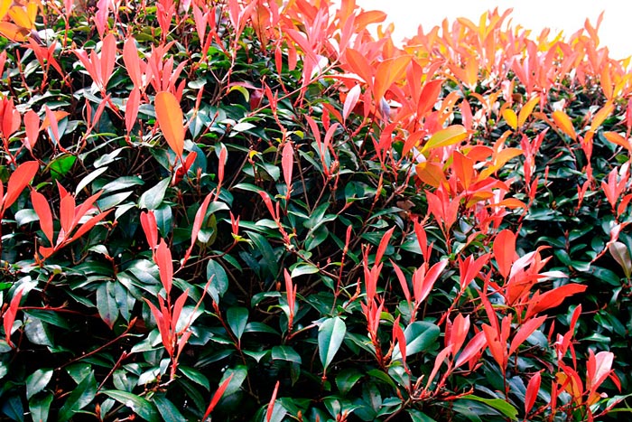 Photinia_x_fraseri_Red_Robin_sarivere_latte_montpellier