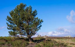 Pinus_halepensis_montpellier_latte_sariviere