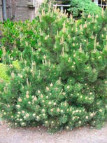 Pinus_mugo_mughus_montpellier_latte_sariviere