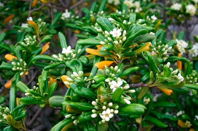 Pittosporum_Tobira_montpellier_latte_sariviere