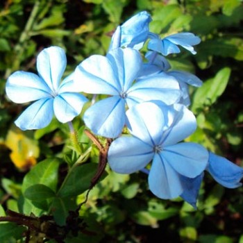 Plumbago_Capensis_montpellier_latte_sariviere