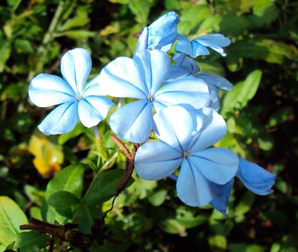 Plumbago_Capensis_montpellier_latte_sariviere