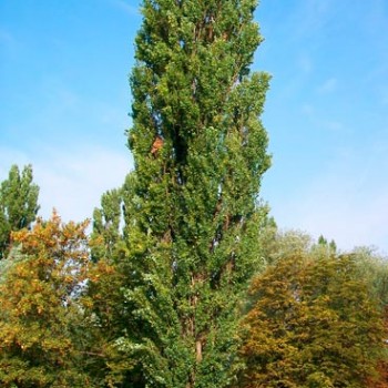 Populus_nigra_sariviere_montpellier_latte