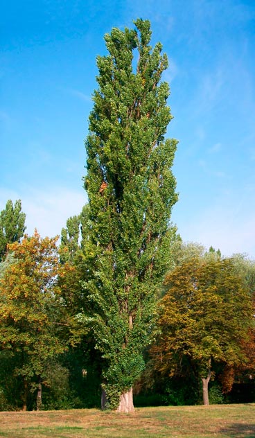 Populus_nigra_sariviere_montpellier_latte