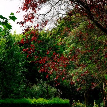 Prunus_cerasifera_'Pissardii'_montpellier_latte_sariviere