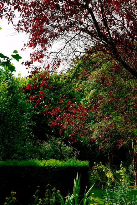 Prunus_cerasifera_'Pissardii'_montpellier_latte_sariviere