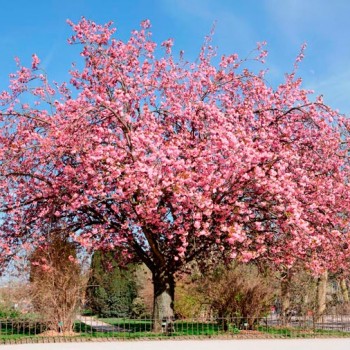 Prunus_serrulata_montpellier_latte_sariviere