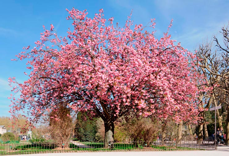 Prunus_serrulata_montpellier_latte_sariviere