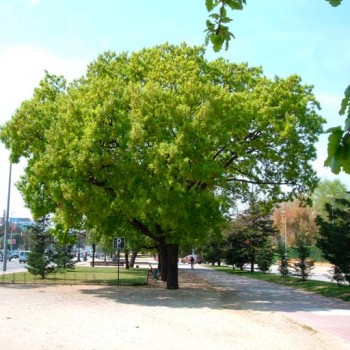 Quercus_pubescens_montpellier_latte_sariviere