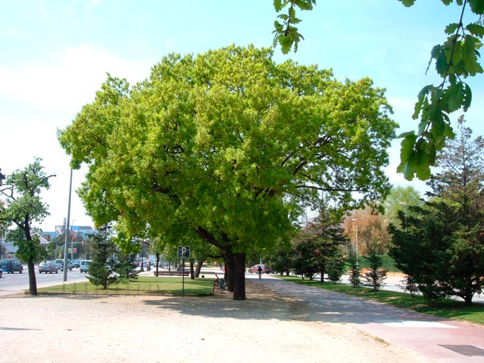 Quercus_pubescens_montpellier_latte_sariviere