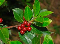 RHAMNUS-ALATERNUS-_montpellier_latte_sariviere