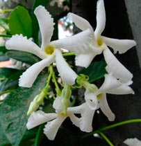 RHYNCOSPERNUM-JASMINOIDES-_montpellier_latte_sariviere