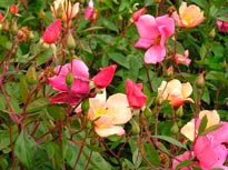 ROSA-CHINENSIS-'MUTABILIS'-_montpellier_latte_sariviere