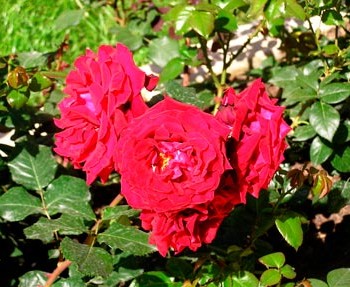 ROSIER-EMERA-®-_montpellier_latte_sariviere