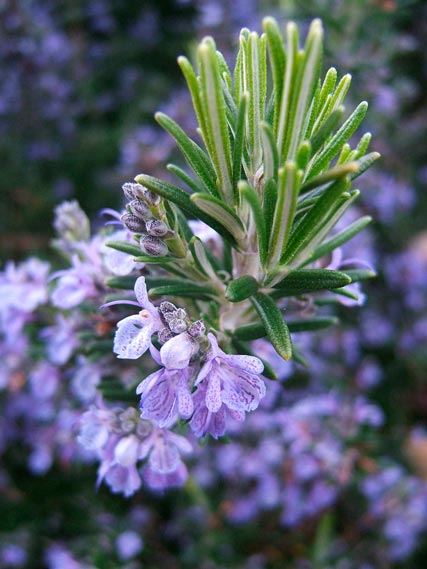 ROSMARINUS-'CORSICA'---'REPENS'-_montpellier_latte_sariviere