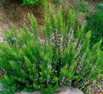 ROSMARINUS-OFFICINALIS-_montpellier_latte_sariviere