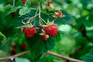 RUBUS-IDOEUS-'ZEVA',-'HERITAGE'-_montpellier_latte_sariviere