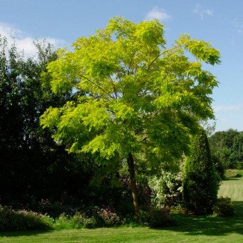 Robinia_pseudoacacia_montpellier_latte_sariviere