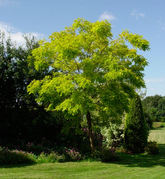 Robinia_pseudoacacia_montpellier_latte_sariviere