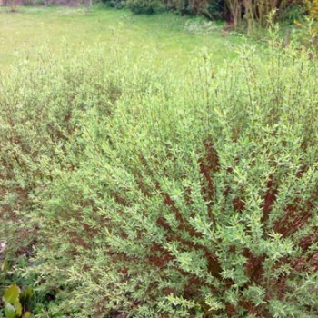 SALIX-PURPUREA-'NANA'-_montpellier_latte_sariviere