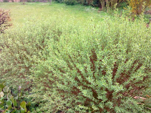 SALIX-PURPUREA-'NANA'-_montpellier_latte_sariviere