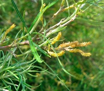 SALIX-ROSMARINIFOLIA-_montpellier_latte_sariviere