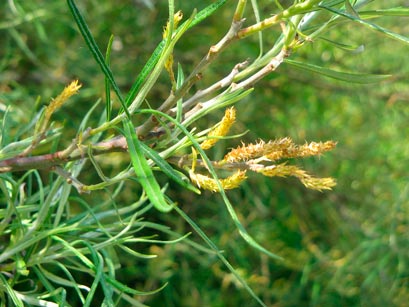 SALIX-ROSMARINIFOLIA-_montpellier_latte_sariviere