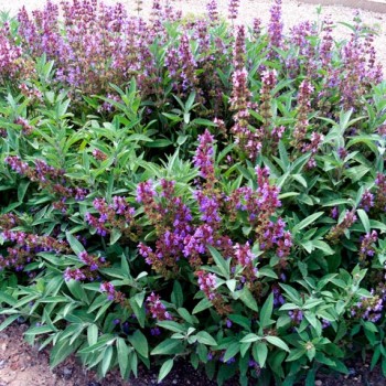 SALVIA-BEE'S-BLISS-_montpellier_latte_sariviere