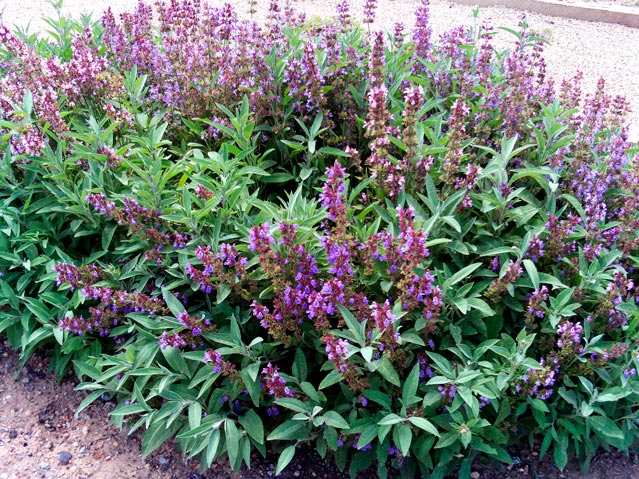 SALVIA-BEE'S-BLISS-_montpellier_latte_sariviere