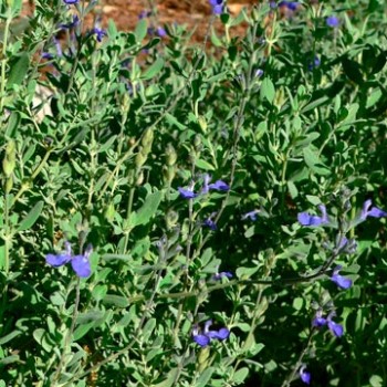 SALVIA-CHAMAEDRYOIDES-_montpellier_latte_sariviere