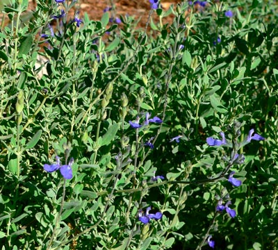 SALVIA-CHAMAEDRYOIDES-_montpellier_latte_sariviere