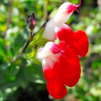 SALVIA-MICROPHYLLA-'HOT-LIPS'-_montpellier_latte_sariviere