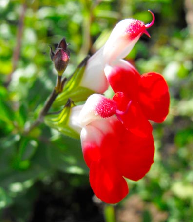 SALVIA-MICROPHYLLA-'HOT-LIPS'-_montpellier_latte_sariviere