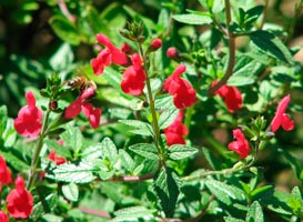 SALVIA-MICROPHYLLA-_montpellier_latte_sariviere