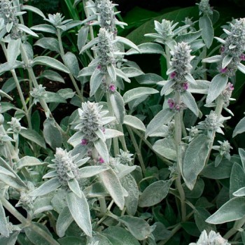 STACHYS-LANATA-_montpellier_latte_sariviere