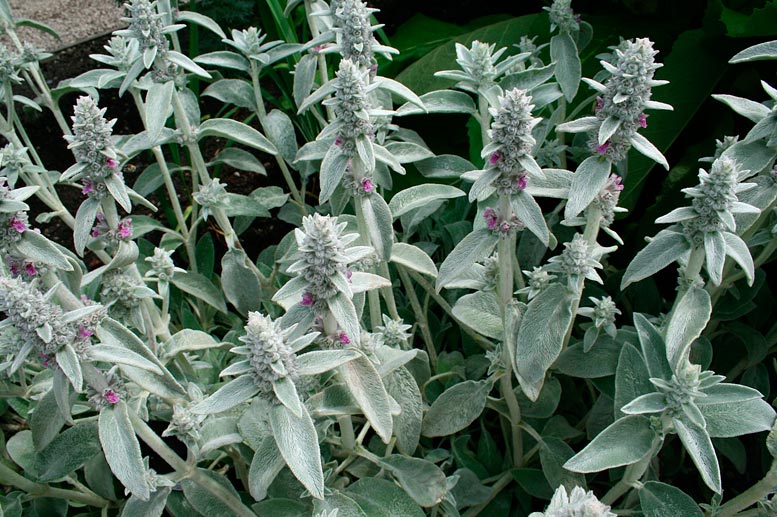 STACHYS-LANATA-_montpellier_latte_sariviere