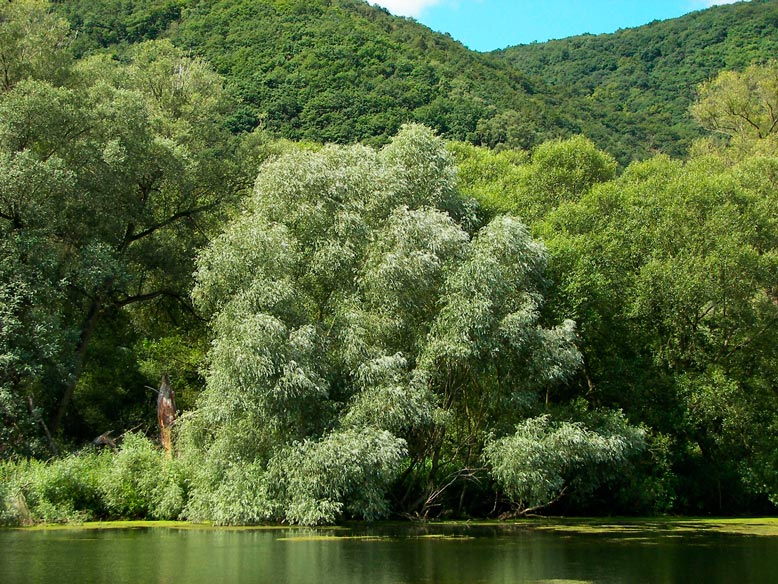 Salix_alba_montpellier_latte_sariviere