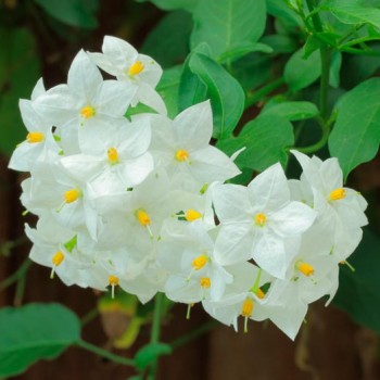 Solanum_jasminoides__montpellier_latte_sariviere