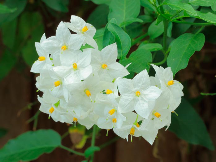 Solanum_jasminoides__montpellier_latte_sariviere