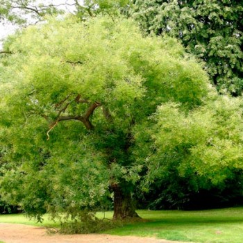 Sophora_japonica_latte_montpellier_sariviere