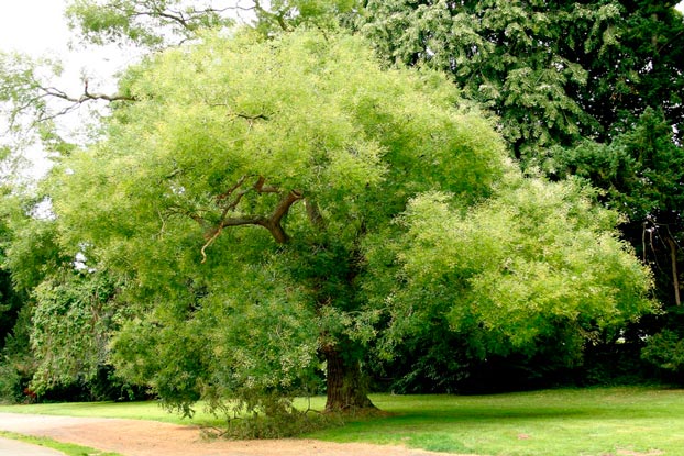 Sophora_japonica_latte_montpellier_sariviere