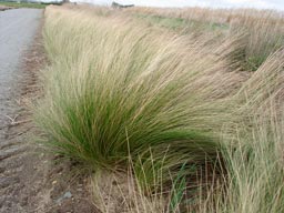 Stipa_tenuifolia_montpellier_latte_sariviere