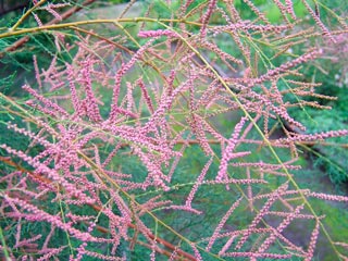 TAMARIX-RAMOSISSIMA-'PINK-CASCADE'-_montpellier_latte_sariviere