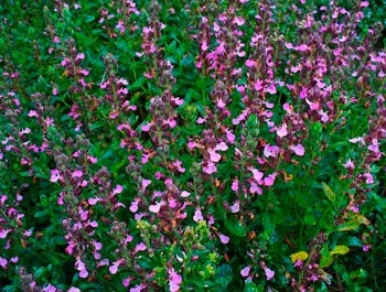 TEUCRIUM-CHAMAEDRYS--_montpellier_latte_sariviere