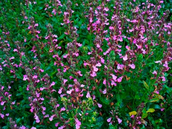 TEUCRIUM-CHAMAEDRYS--_montpellier_latte_sariviere